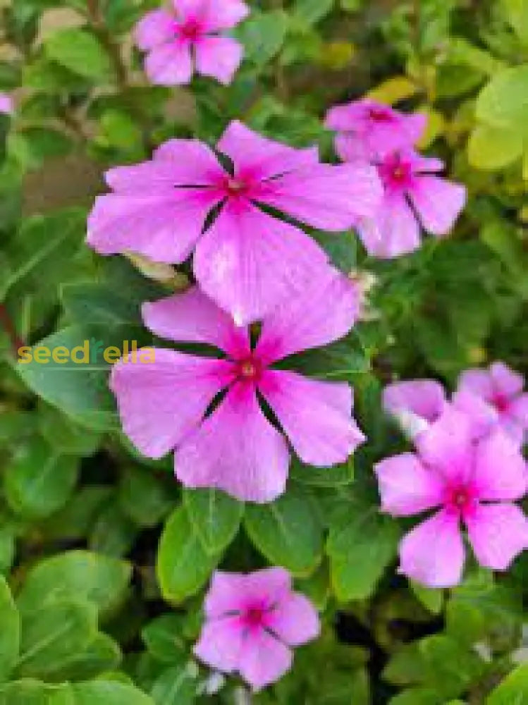 Periwinkle Flower Seeds For Easy Planting