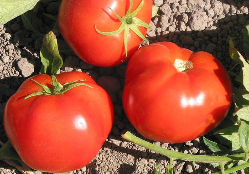 Peron Sprayless tomato seeds for planting