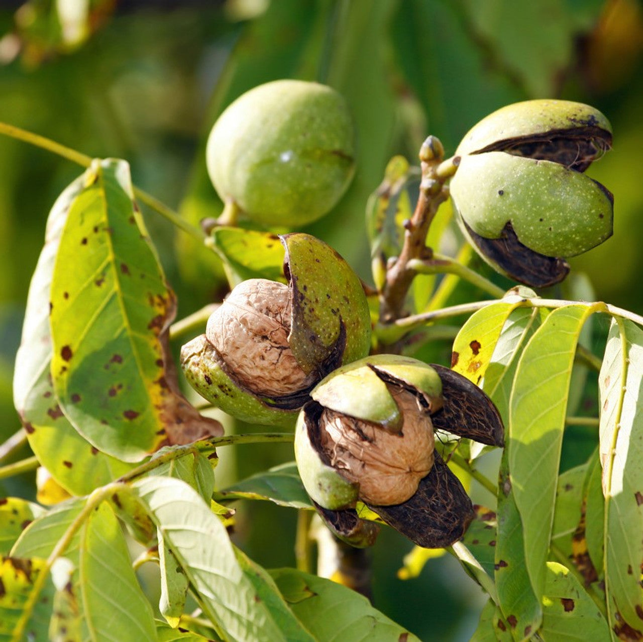 Persian Walnut Seeds – Non-GMO English Walnut Juglans regia Tree