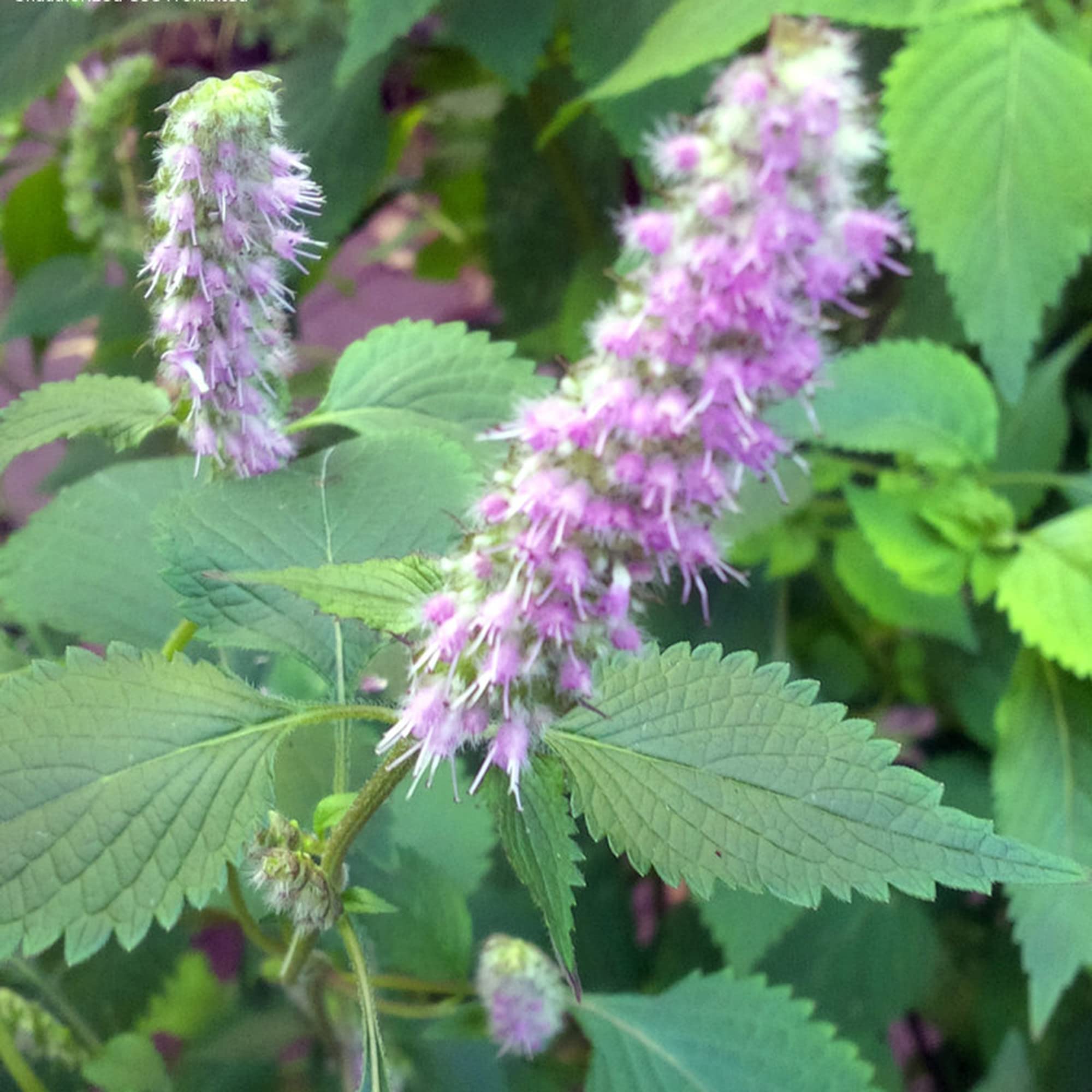 Persicaria odorata glossy lance-shaped foliage from seeds