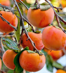 Young Persimmon Seedlings Growing in Pots