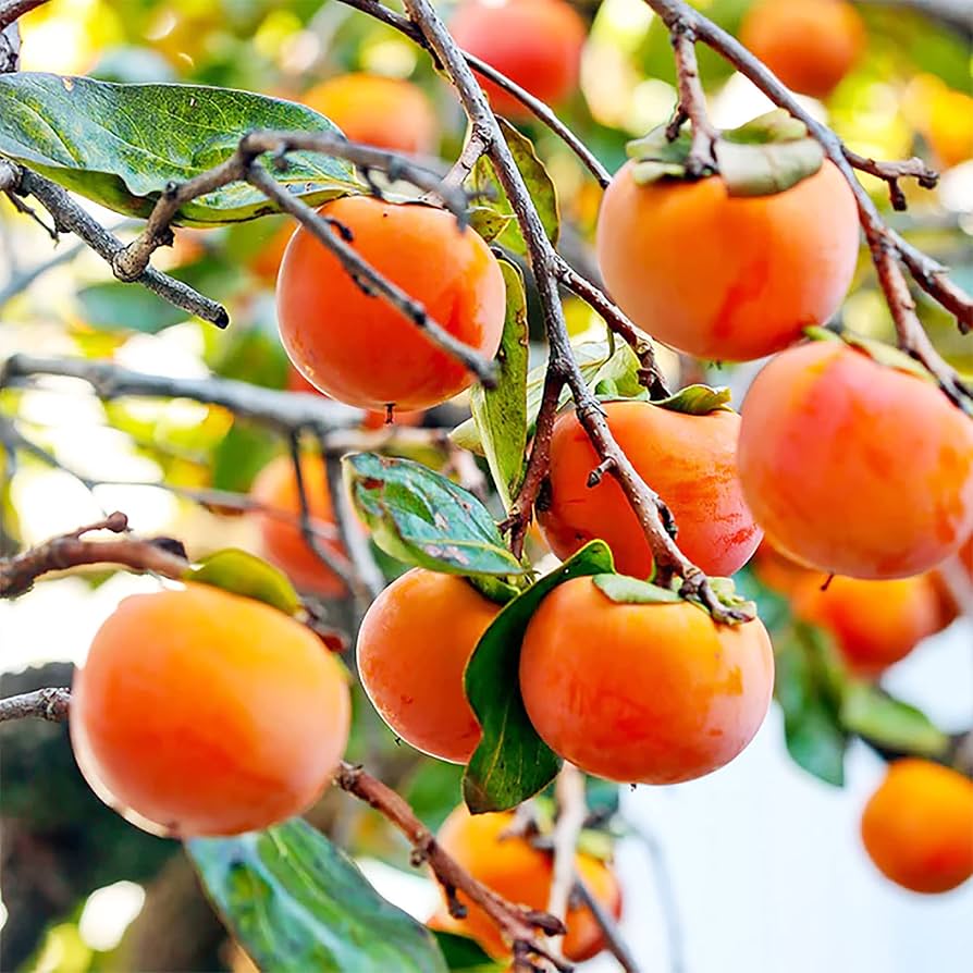 American Persimmon tree with fall foliage