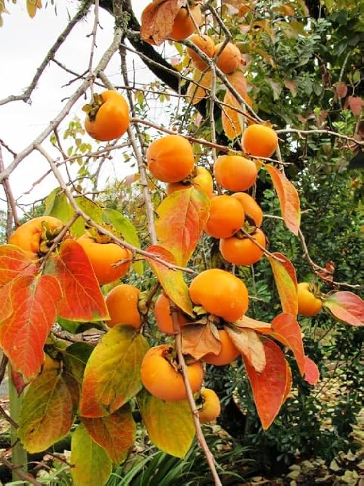 Persimmon Tree Growth in Sunny Garden