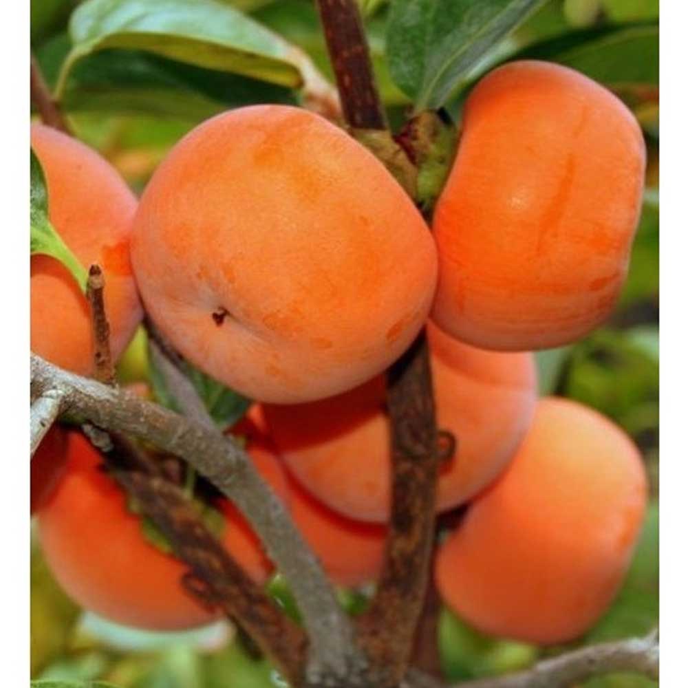 Persimmon tree leaves and growth pattern