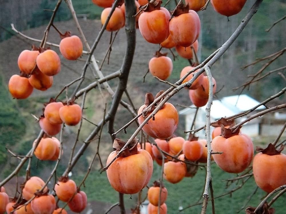 Persimmon tree seeds non-GMO Italian Dateplum fruit variety