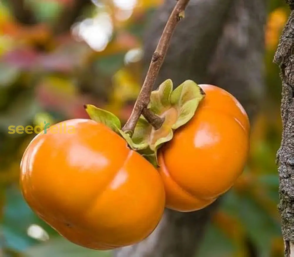 Persimmon Tree Seeds for Planting Non-GMO Fruit Tree Seeds