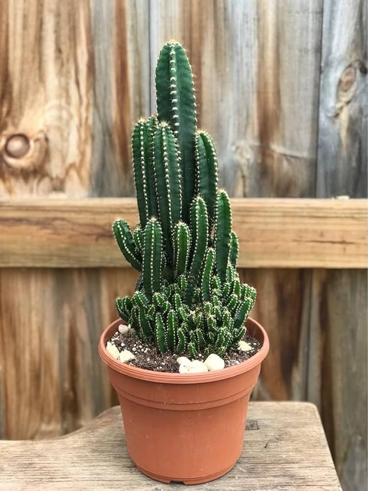 Peruvian Apple Cactus with edible fruit