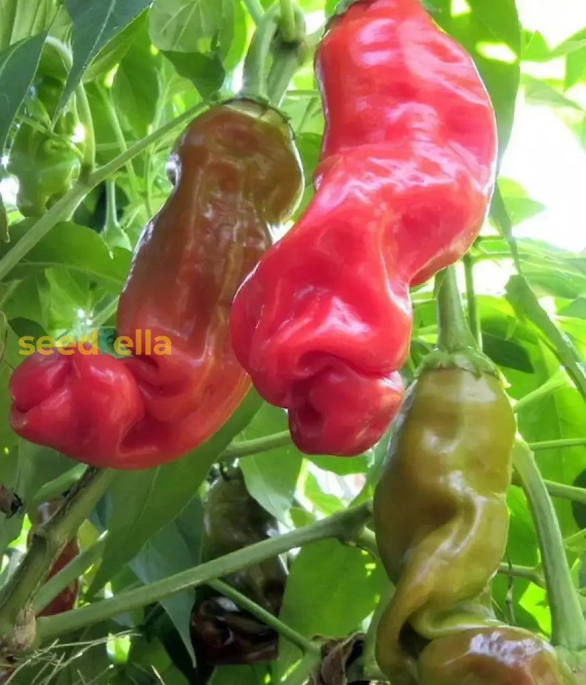 Peter pepper seeds hot pepper variety for home gardening