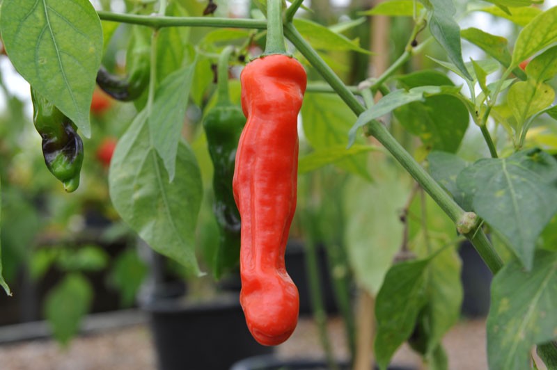 Peter Pepper seeds productive hot pepper plants