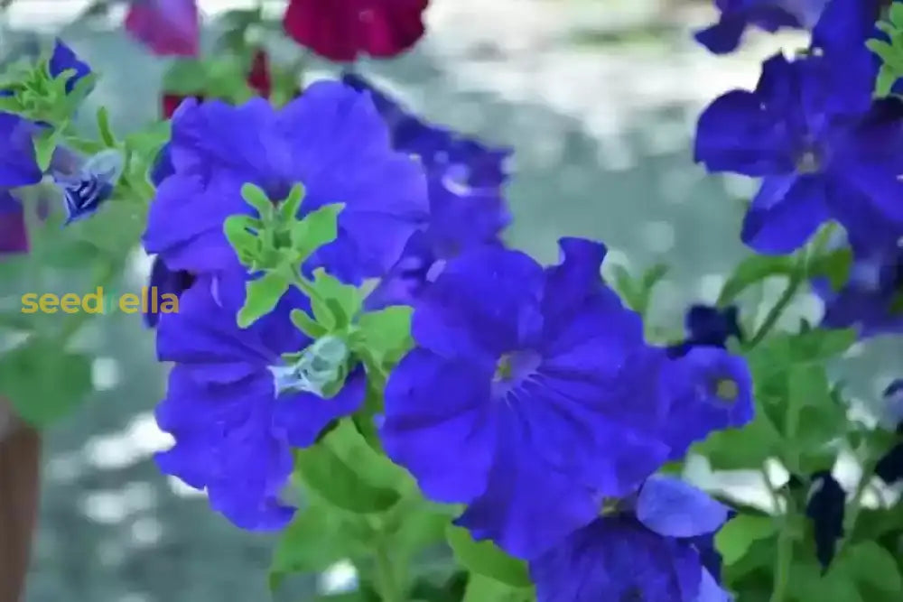 Petunia Blue Phantom Flower Seeds For Planting  Annual Vibrant Blooms