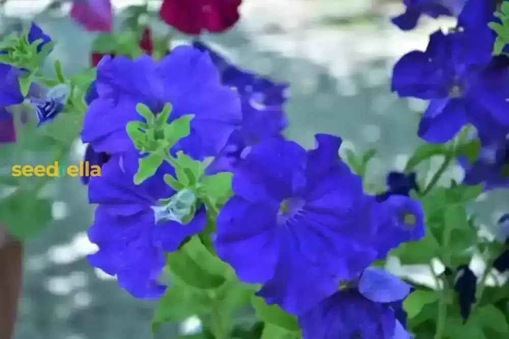 Petunia Blue Phantom Flower Seeds For Planting  Annual Vibrant Blooms