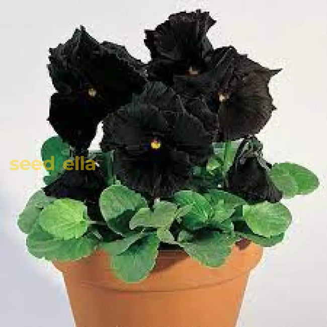 Black Petunia growing in container