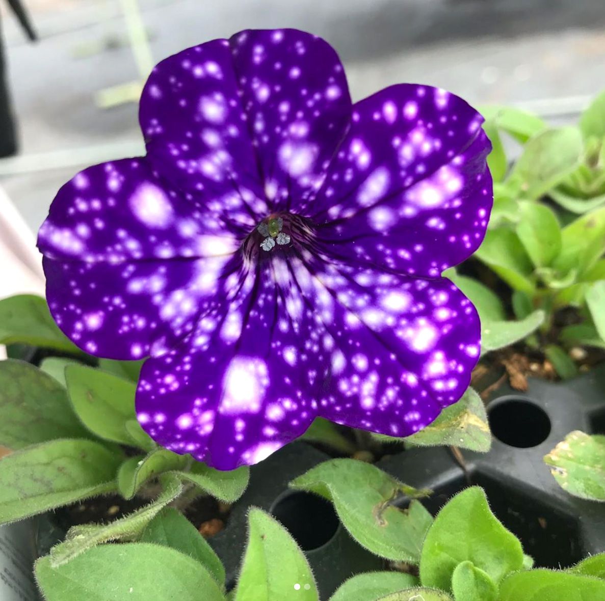 Dark Violet & White Oblique Petunia growing in container