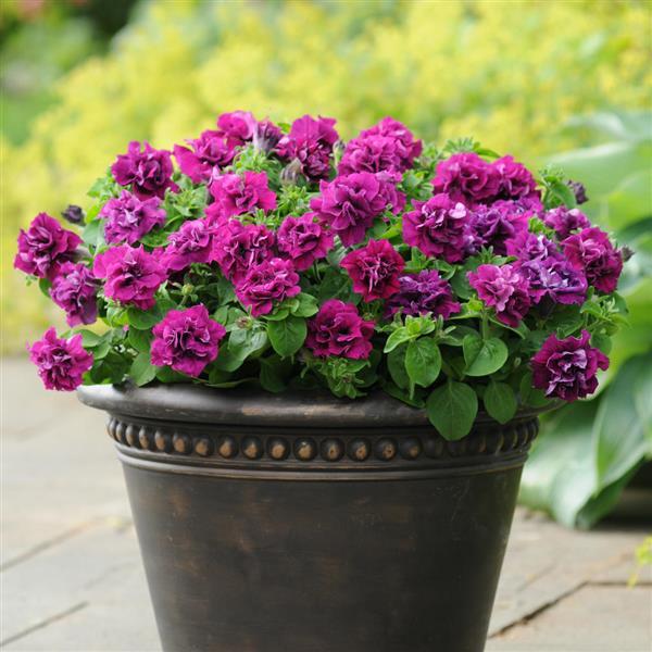 Double Petunia Petunia spp. for planting in flower bed