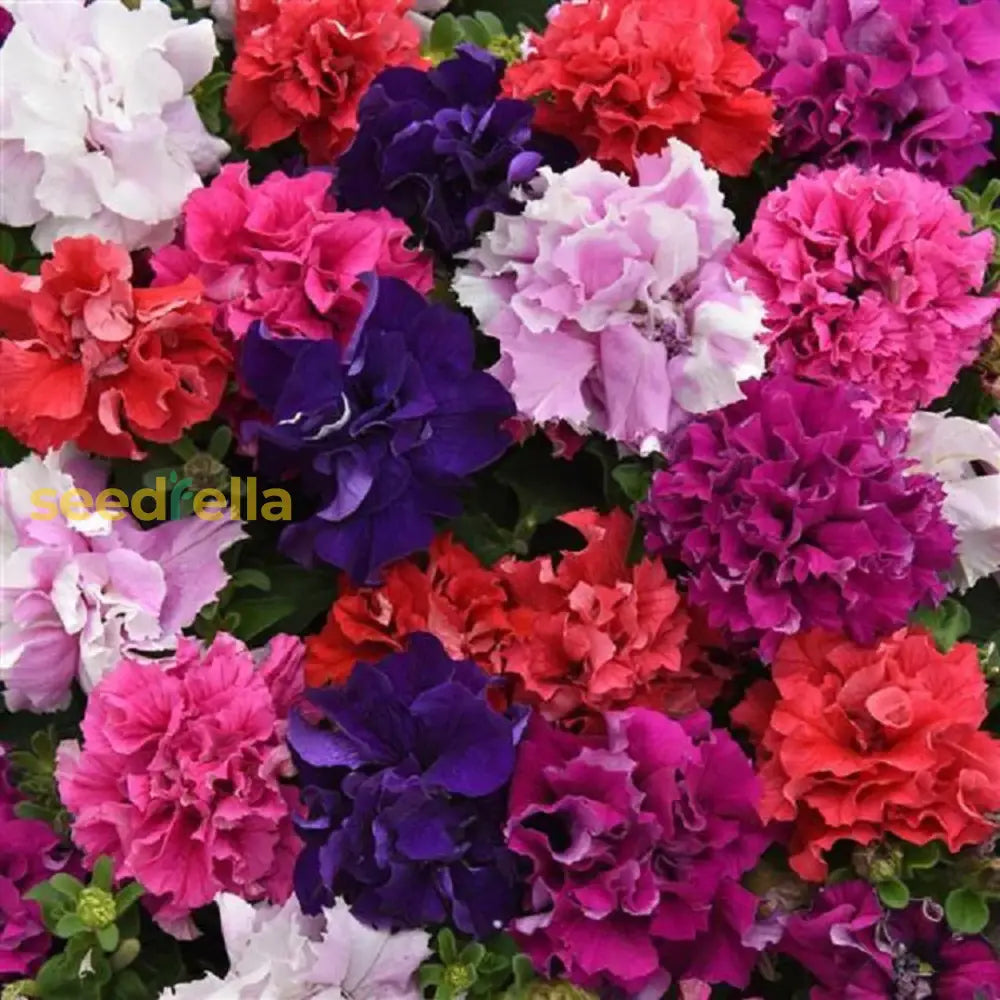 Petunia Double Madness Mix Seeds For Planting - Stunning Blooms Your Garden Flower