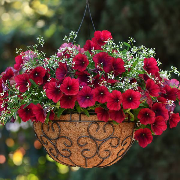Red Oblique Petunias planted in garden beds
