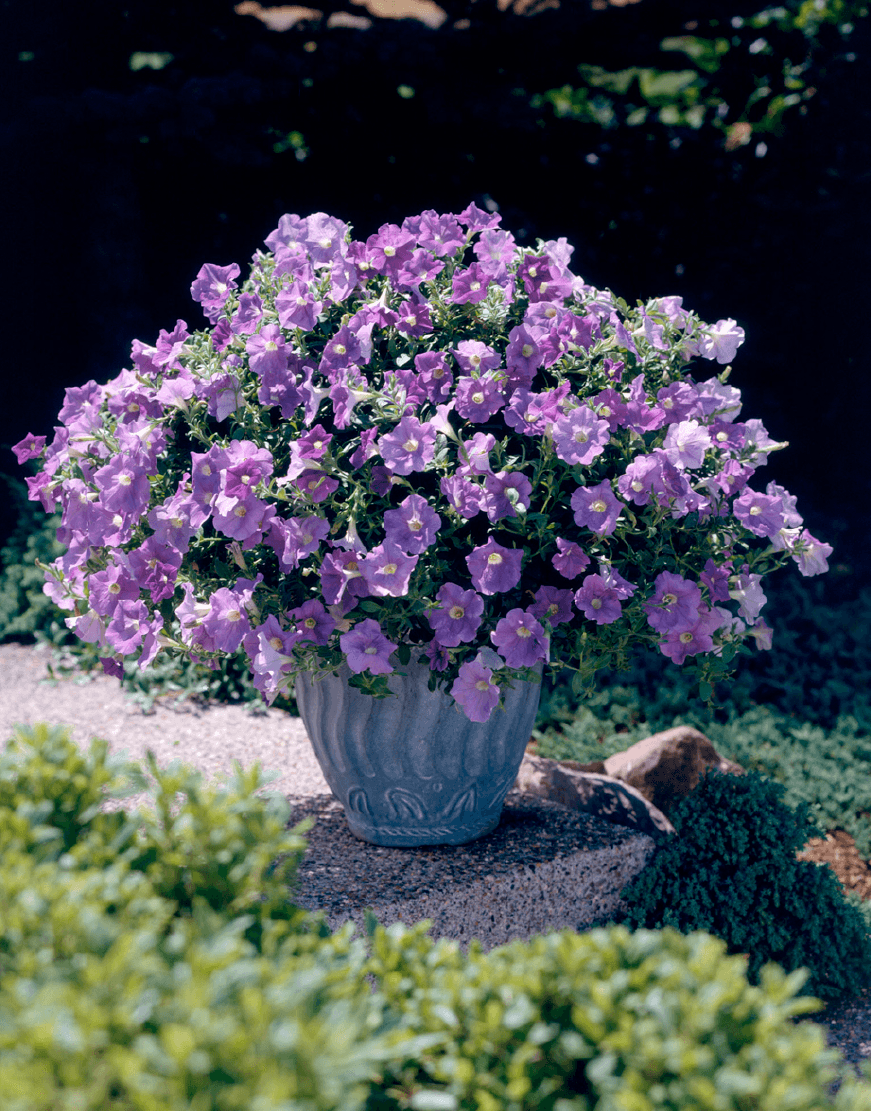 Sky Blue Petunia Flower Bed – Bright and Colorful Garden Border
