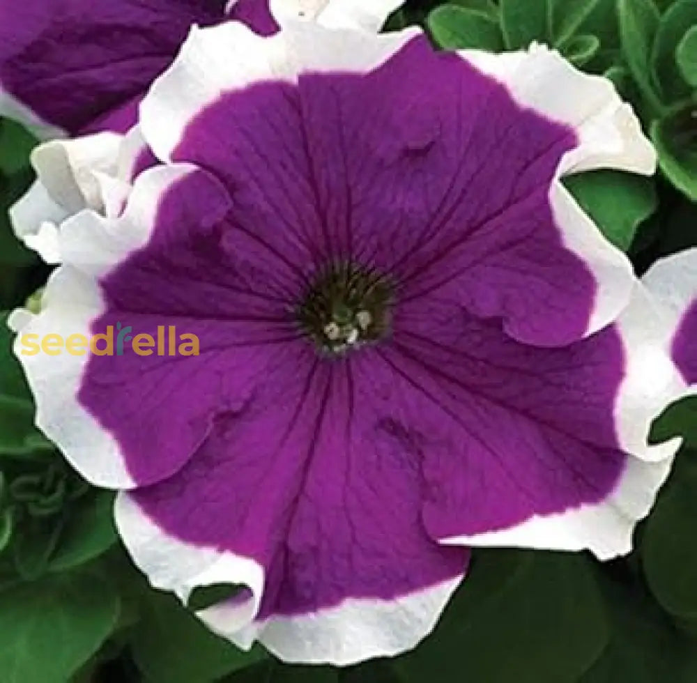 Petunia Flower Seeds For Planting - Blue & White Vibrant Displays