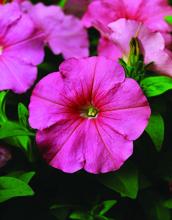 Petunia Flower Seeds for Planting Pink Blooms
