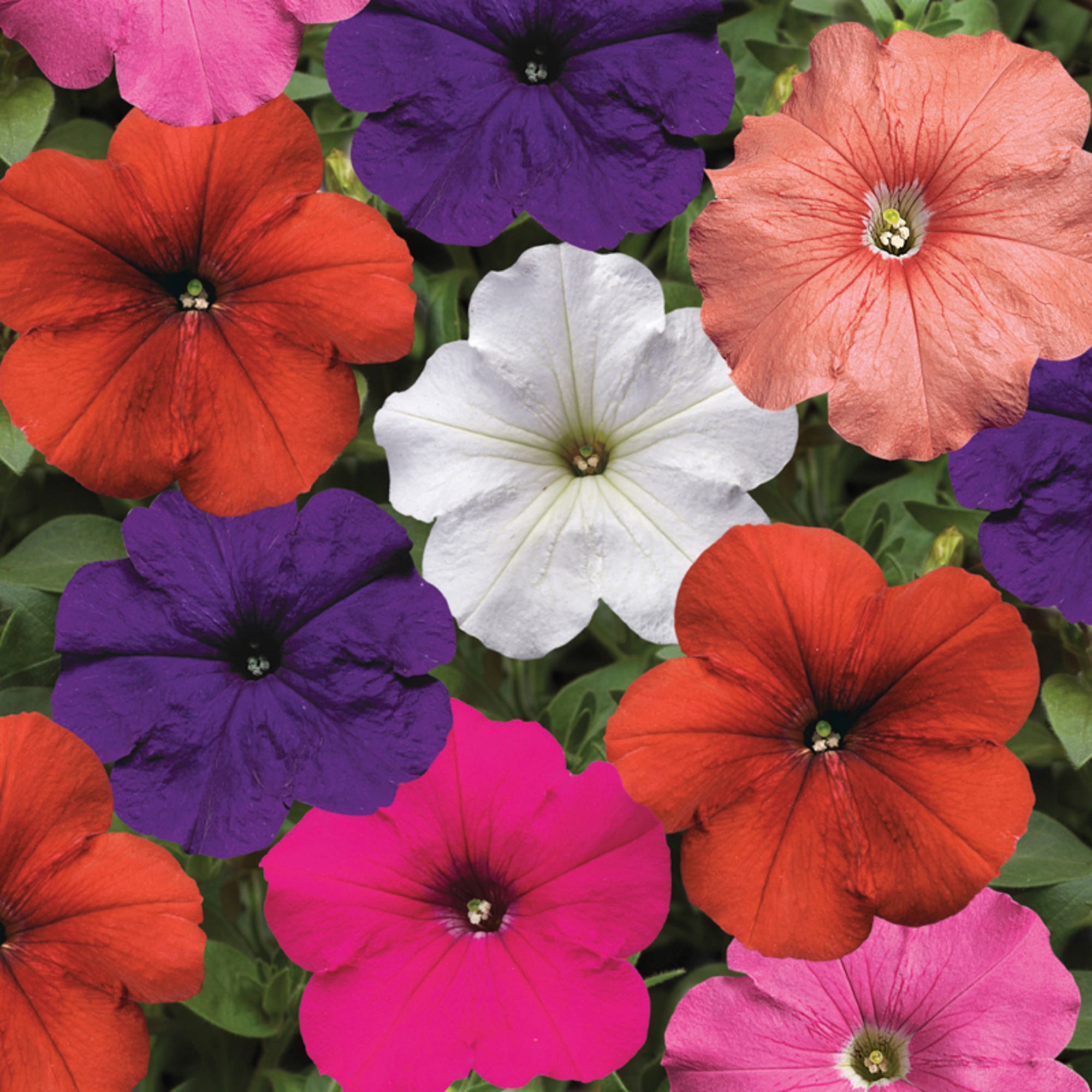 Petunias Growing in a Colorful Garden Bed