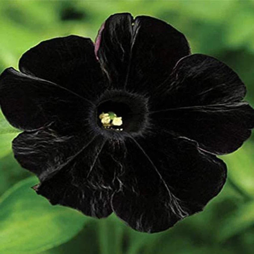 Black Petunia planted along garden border