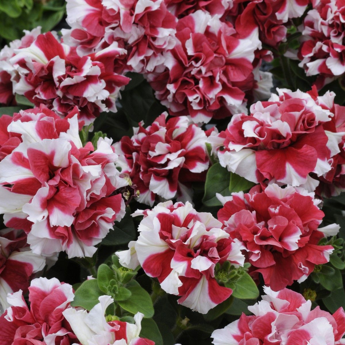 Red White Petunia in Garden Bed