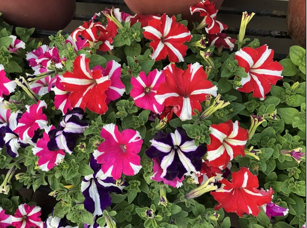 Oblique Mixed Colour Petunias brightening garden borders