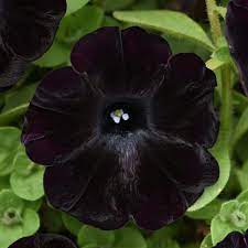 Black Petunias Growing in Garden Bed