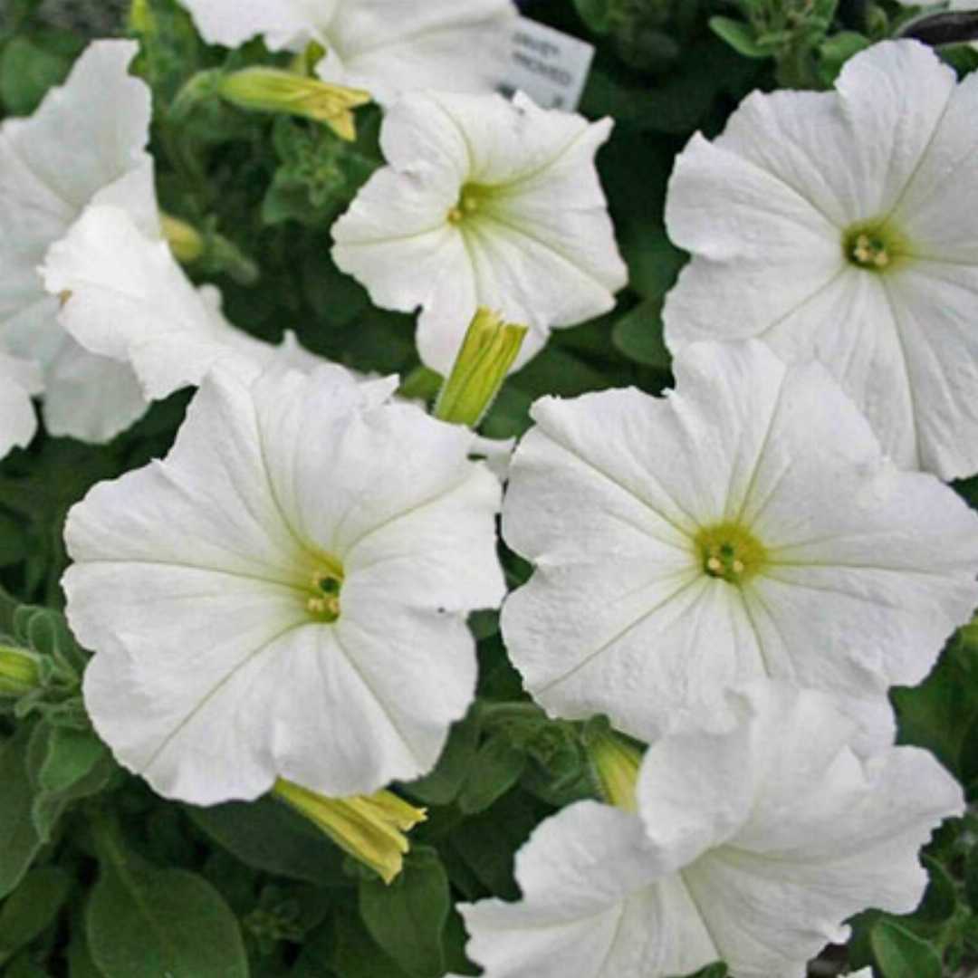 White Petunia Grandiflora Seeds Flower seeds for Planting - Cottage Garden Essential, Heirloom & GMO Free Seeds for Home Garden
 
 Sale for planting in home garden.