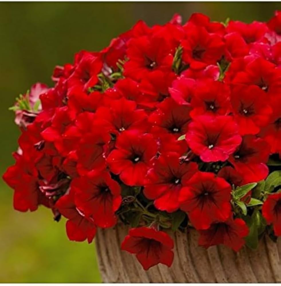 Red Petunia flowers growing in hanging baskets