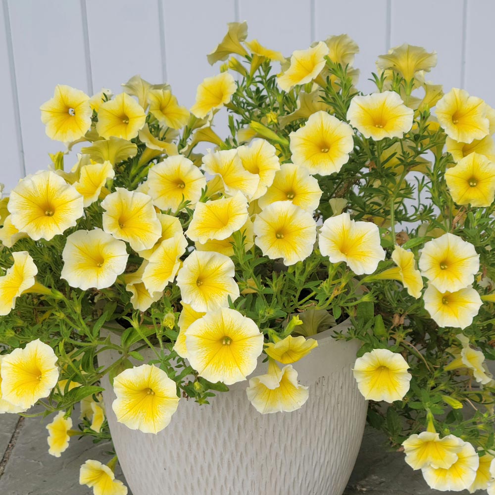 Yellow Petunia Flowers in Hanging Basket