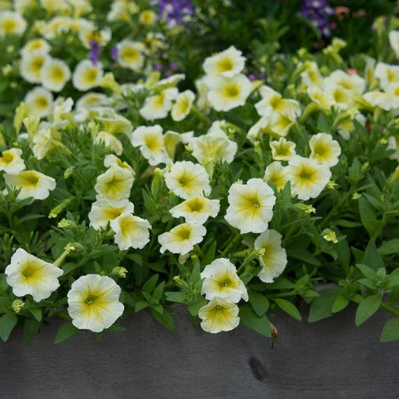 Yellow Petunia flowers in a hanging basket