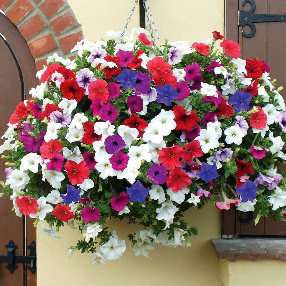 Petunia Flowers in Hanging Basket