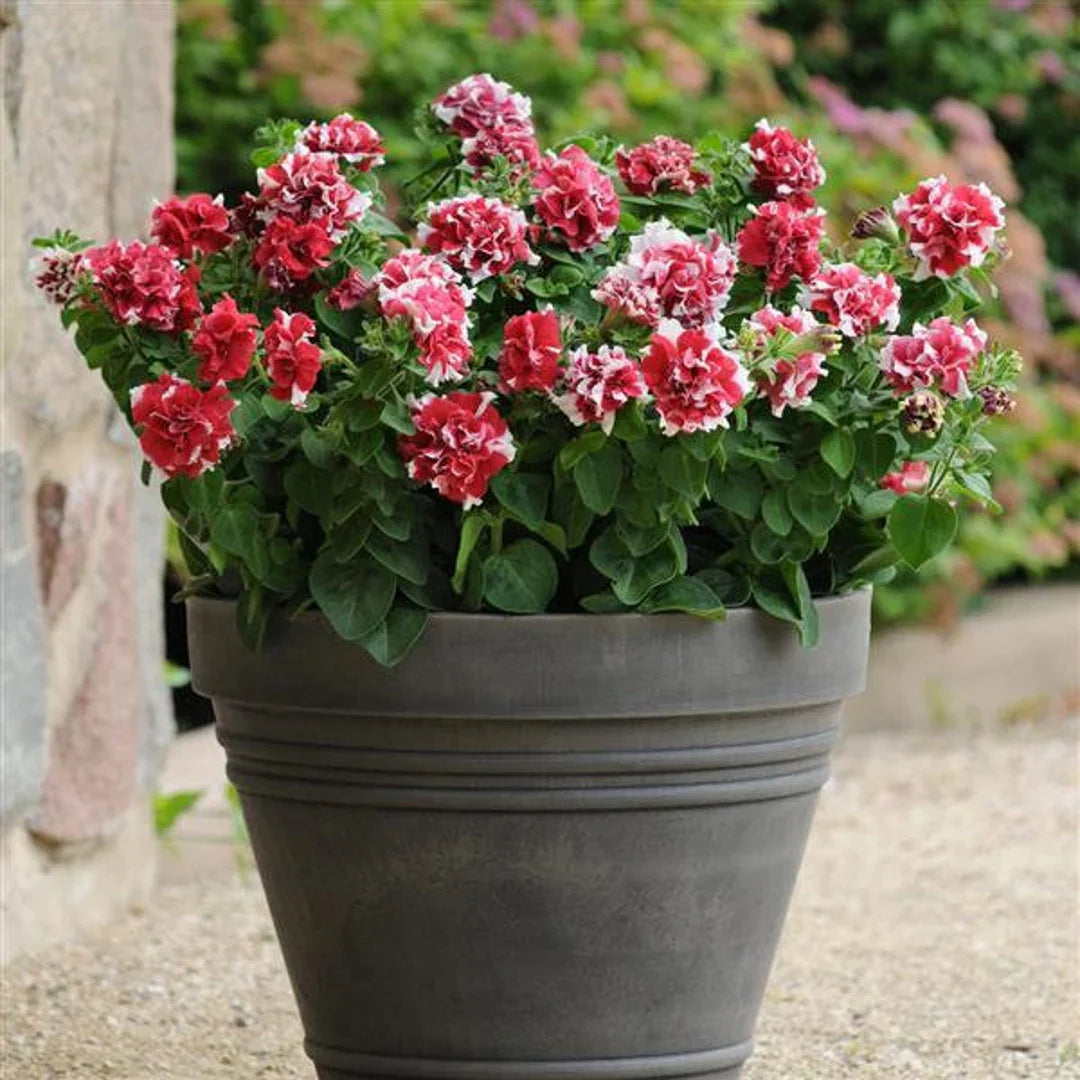 Red White Petunia Flowers in Hanging Basket