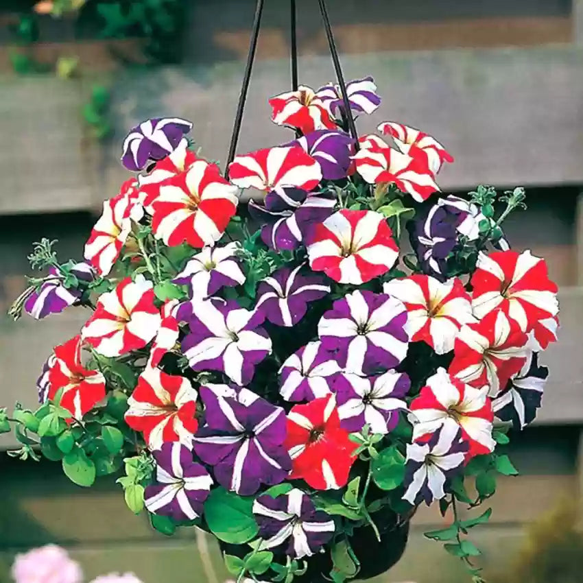 White Violet Petunias in Hanging Baskets for Outdoor Spaces