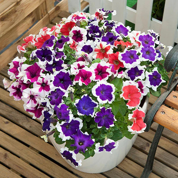 Oblique Petunia Flower Seeds For Planting - Create A Vibrant Mixed Display In Your Garden