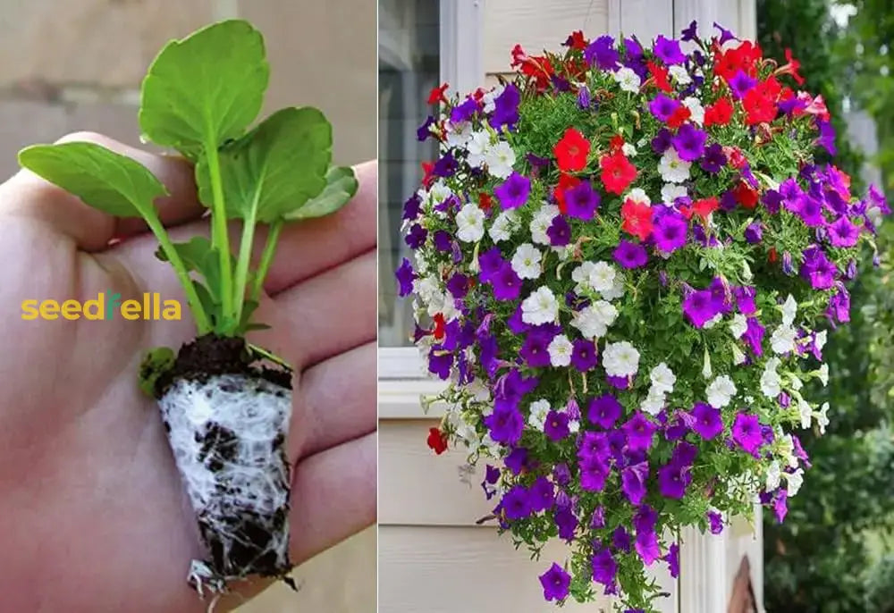 Petunia Mix Seeds For Planting  Colorful Annual Flowers Flower