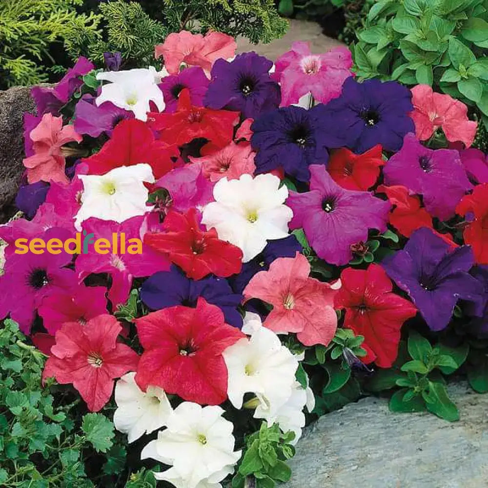 Petunia Mix Seeds For Planting  Colorful Annual Flowers Flower