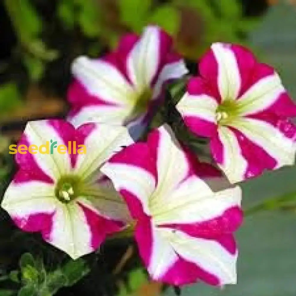 Petunia Pink White Seeds For Planting  Vibrant Garden Blooms Flower