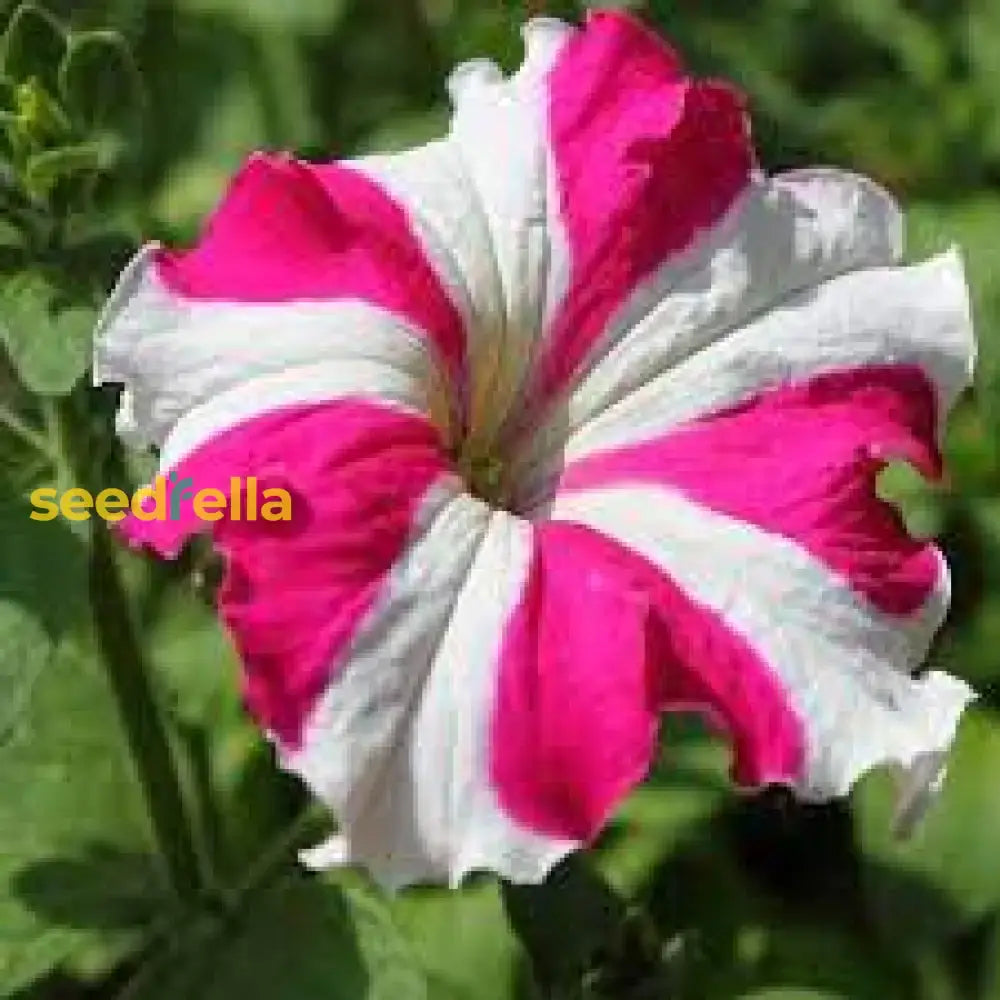 Petunia Pink White Seeds For Planting  Vibrant Garden Blooms Flower