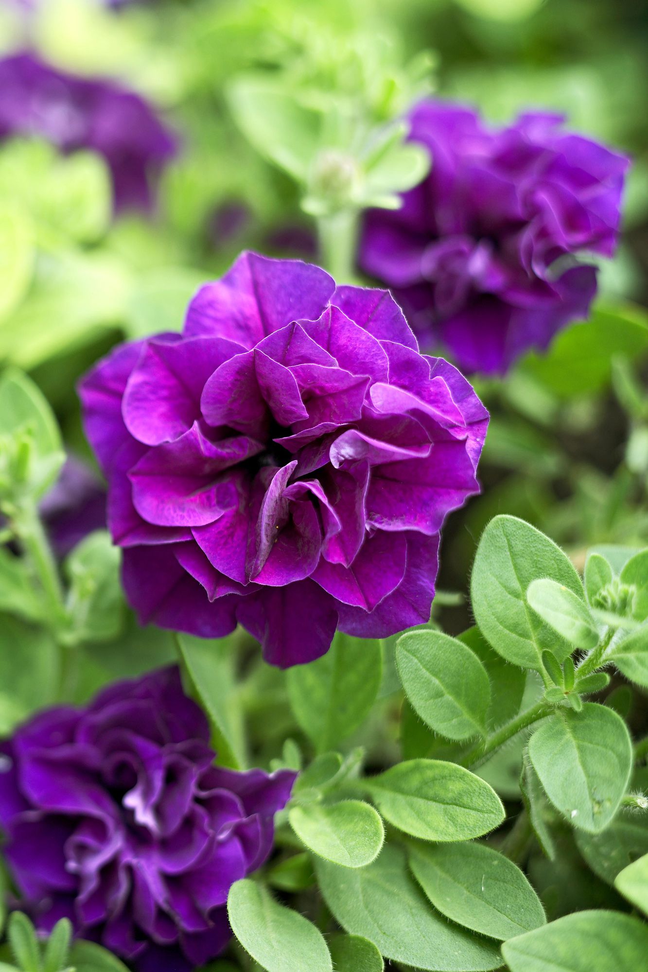 How to Grow Light Purple Double Petunia Flowers
