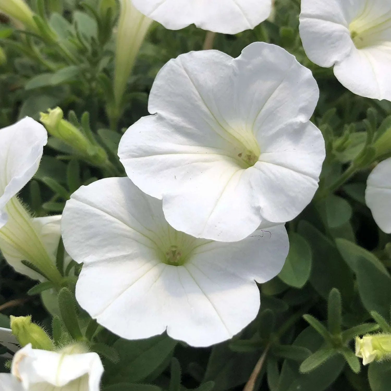 How to Grow Classic White Petunia Flowers