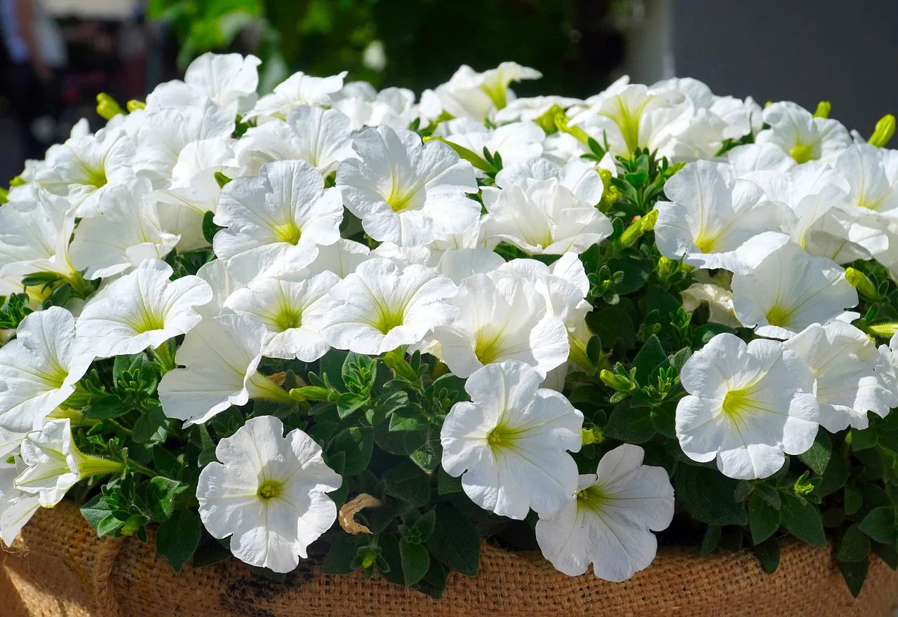 How to Grow Elegant White Petunia Flowers