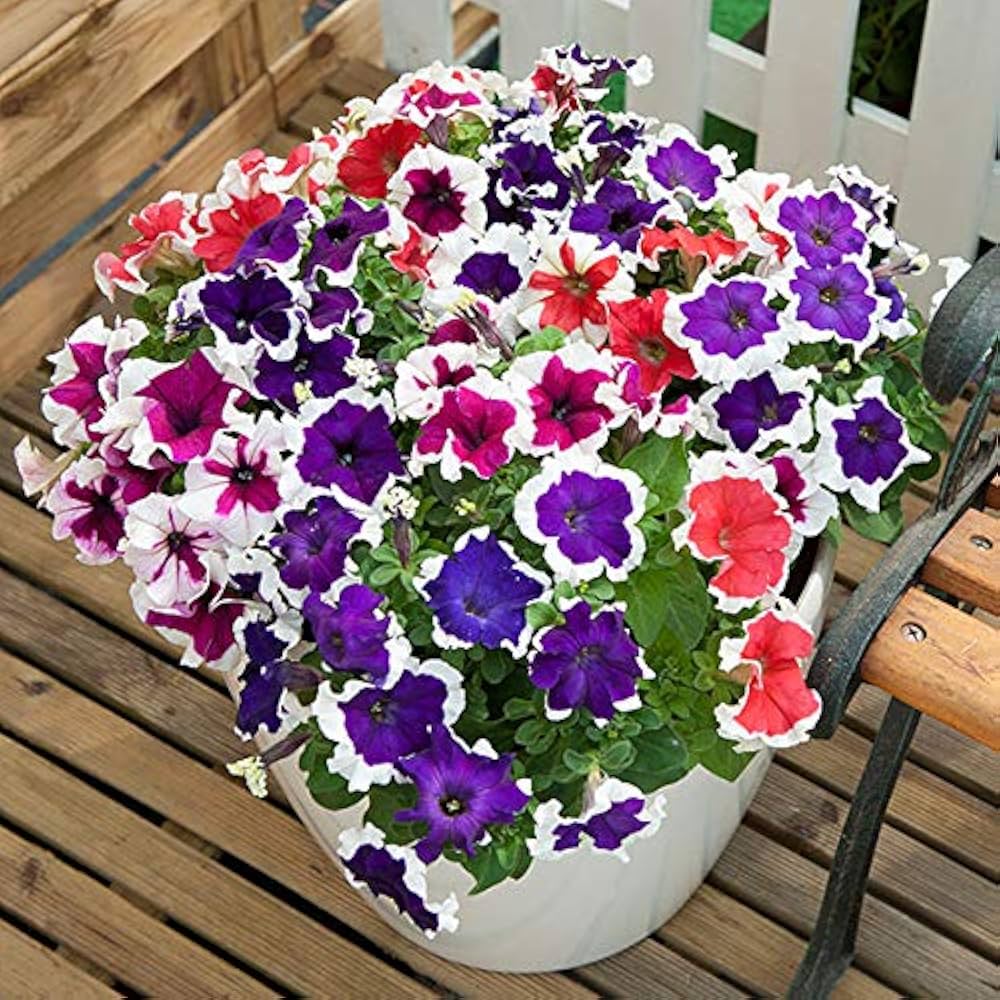 How to Grow Mixed Color Petunia Flower