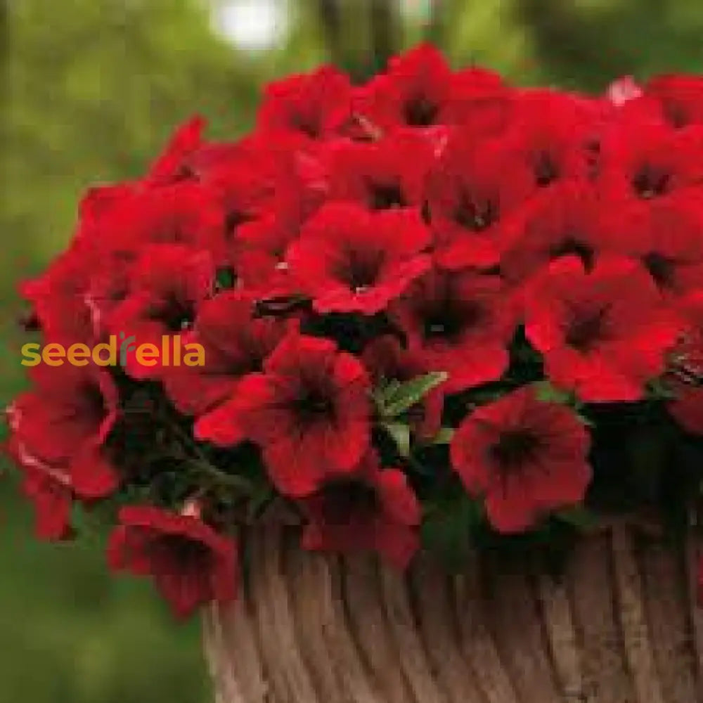 Petunia Red Easy Wave Flower Seeds For Planting - Vibrant Annual Blooms