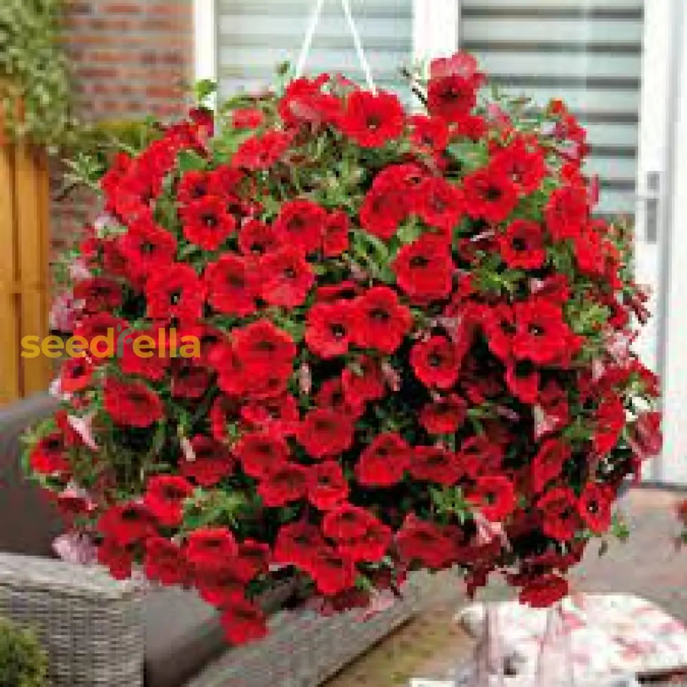 Petunia Red Easy Wave Flower Seeds For Planting - Vibrant Annual Blooms