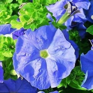 Sky Blue Petunia Plants in Garden – Beautiful Summer Blooms
