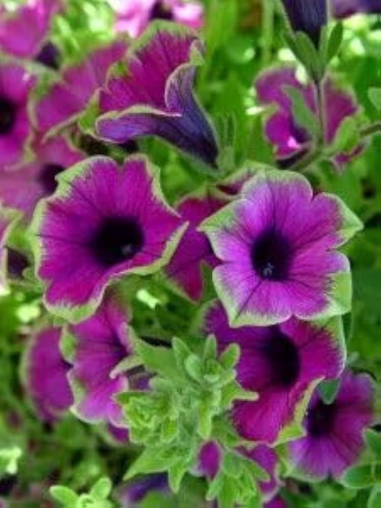 Close-up of pink and white star-patterned Petunia flowers