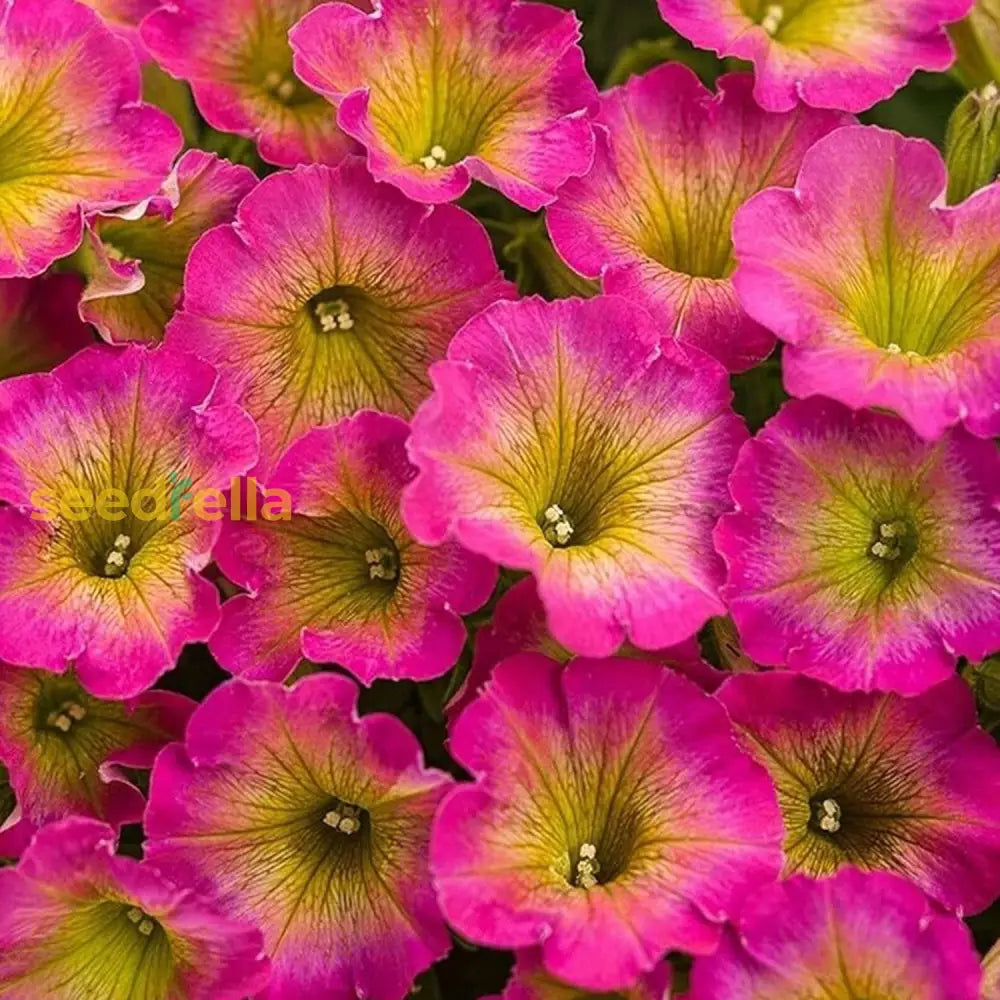 Petunia ’Supertunia Daybreak Charm’ Seeds Showy Flowers Drought Tolerant Attract Hummingbirds