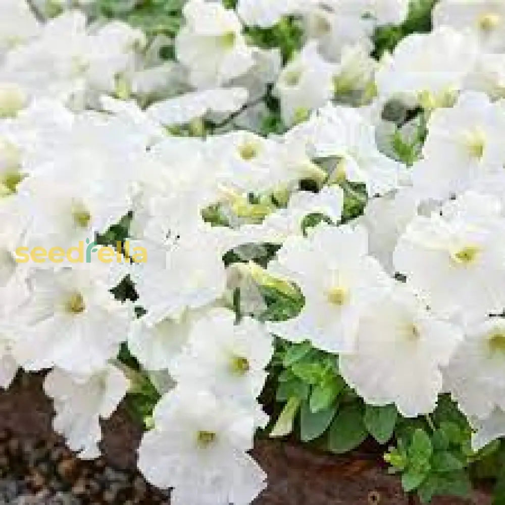 Petunia Wave White Flower Seeds For Planting  Perfect Vibrant Gardens